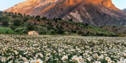 خواص بابونه برای پسر شدن بچه و مردان و رحم و آویشن