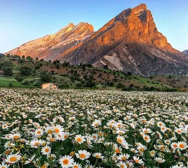 خواص دمنوش بابونه برای مردان خواص بابونه برای رحم خواص بابونه و آویشن خواص بابونه برای قاعدگی خواص بابونه برای معده خواص بابونه برای روده خواص بابونه برای کیست تخمدان خواص بابونه برای سرماخوردگی