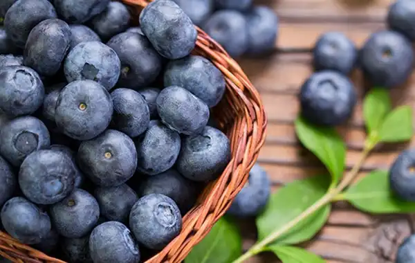 خواص بلوبری دکتر خیراندیش برای مردان و زنان در بارداری و شیردهی و طبع
