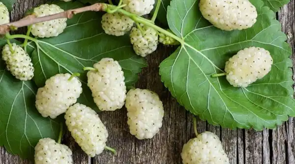 خواص توت دکتر خیراندیش برای مردان و زنان در بارداری و شیردهی و طبع