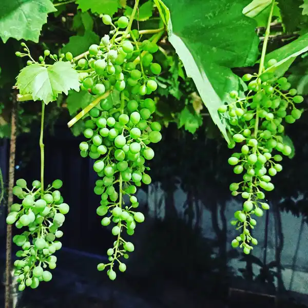 عوارض غوره در طب سنتی از نظر دکتر خیراندیش برای مردان و زنان