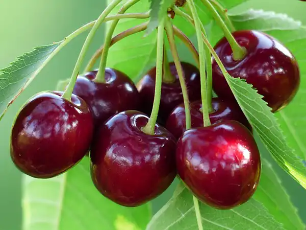 عوارض گیلاس در طب سنتی از نظر دکتر خیراندیش برای مردان و زنان