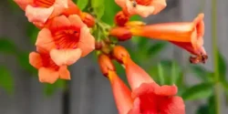 عوارض گل انار در طب سنتی از نظر دکتر خیراندیش برای مردان و زنان