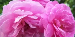 عوارض گل محمدی در طب سنتی از نظر دکتر خیراندیش برای مردان و زنان