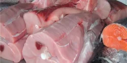 عوارض گوشت کوسه در طب سنتی از نظر دکتر خیراندیش برای مردان و زنان