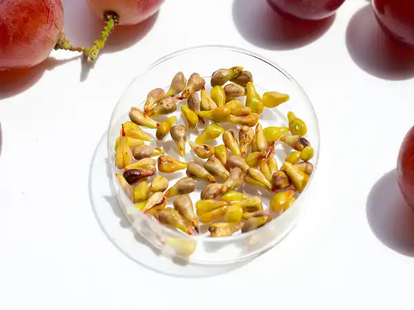 عوارض هسته انگور در طب سنتی از نظر دکتر خیراندیش برای مردان و زنان