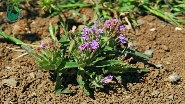 عوارض کاکوتی در طب سنتی از نظر دکتر خیراندیش برای مردان و زنان