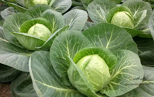 عوارض کلم پیچ در طب سنتی از نظر دکتر خیراندیش برای مردان و زنان