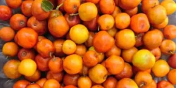 عوارض کنار در طب سنتی از نظر دکتر خیراندیش برای مردان و زنان