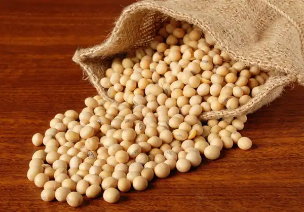 عوارض لوبیا سویا در طب سنتی از نظر دکتر خیراندیش برای مردان و زنان