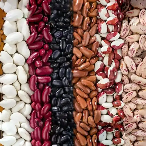 عوارض لوبیا در طب سنتی از نظر دکتر خیراندیش برای مردان و زنان