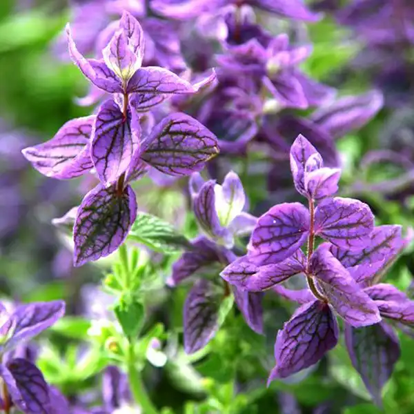 عوارض مریم گلی در طب سنتی از نظر دکتر خیراندیش برای مردان و زنان