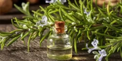 عوارض روغن رزماری در طب سنتی از نظر دکتر خیراندیش برای مردان و زنان