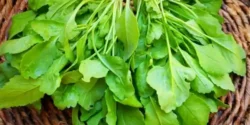 عوارض شاهی در طب سنتی از نظر دکتر خیراندیش برای مردان و زنان