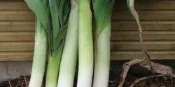 عوارض تره فرنگی در طب سنتی از نظر دکتر خیراندیش برای مردان و زنان