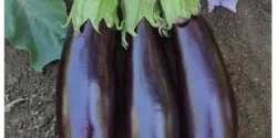 خواص آب بادمجان دکتر خیراندیش برای مردان و زنان در بارداری و شیردهی و طبع