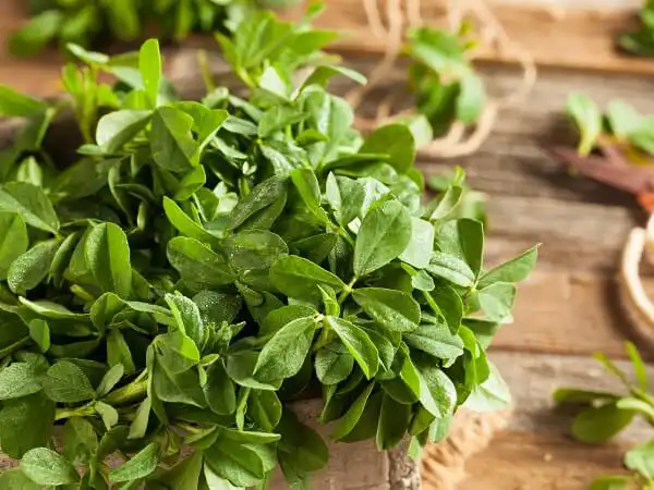 خواص آب شنبلیله دکتر خیراندیش برای مردان و زنان در بارداری و شیردهی و طبع