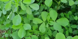 خواص برگ یونجه دکتر خیراندیش برای مردان و زنان در بارداری و شیردهی و طبع