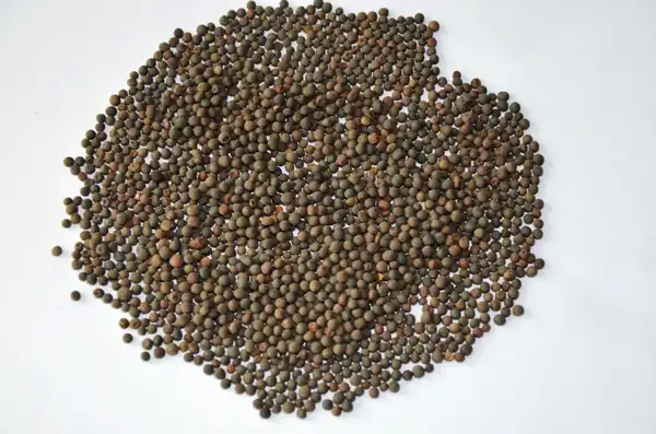 خواص گاودانه دکتر خیراندیش برای مردان و زنان در بارداری و شیردهی و طبع