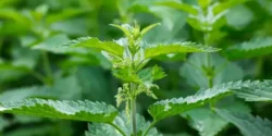 خواص گزنه دکتر خیراندیش برای مردان و زنان در بارداری و شیردهی و طبع
