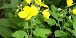 خواص مامیران دکتر خیراندیش برای مردان و زنان در بارداری و شیردهی و طبع