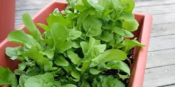 خواص منداب دکتر خیراندیش برای مردان و زنان در بارداری و شیردهی و طبع