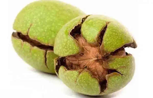 خواص پوست گردو دکتر خیراندیش برای مردان و زنان در بارداری و شیردهی و طبع