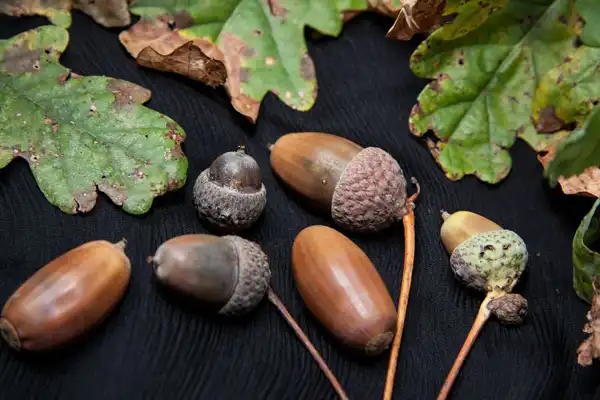 خواص روغن بلوط دکتر خیراندیش برای مردان و زنان در بارداری و شیردهی و طبع