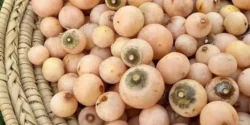 خواص سپستان دکتر خیراندیش برای مردان و زنان در بارداری و شیردهی و طبع