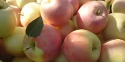 خواص سیب گلاب دکتر خیراندیش برای مردان و زنان در بارداری و شیردهی و طبع