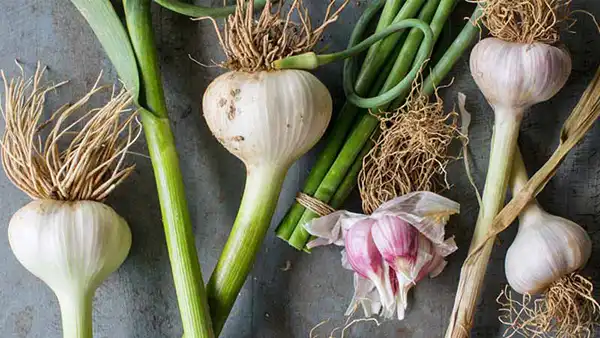 خواص سیر کوهی دکتر خیراندیش برای مردان و زنان در بارداری و شیردهی و طبع