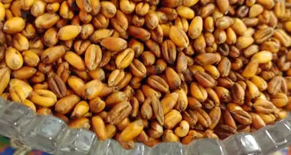 عوارض گندم برشته در طب سنتی از نظر دکتر خیراندیش برای مردان و زنان