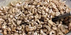 عوارض گندم بو داده در طب سنتی از نظر دکتر خیراندیش برای مردان و زنان