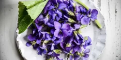 عوارض گل بنفشه در طب سنتی از نظر دکتر خیراندیش برای مردان و زنان