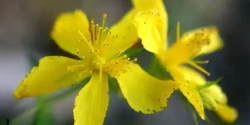 عوارض هوفاریقون در طب سنتی از نظر دکتر خیراندیش برای مردان و زنان