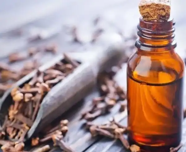 عوارض روغن میخک در طب سنتی از نظر دکتر خیراندیش برای مردان و زنان