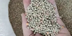 عوارض گاودانه در طب سنتی از نظر دکتر خیراندیش برای مردان و زنان
