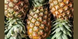 خواص آناناس خیراندیش در طب سنتی برای مردان و زنان