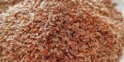 خواص اسفرزه خیراندیش در طب سنتی برای مردان و زنان