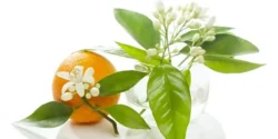 خواص بهار نارنج خیراندیش در طب سنتی برای مردان و زنان