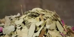 خواص برگ سنا خیراندیش در طب سنتی برای مردان و زنان