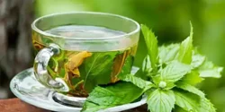 خواص دمنوش نعناع خیراندیش در طب سنتی برای مردان و زنان
