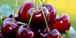 خواص گیلاس خیراندیش در طب سنتی برای مردان و زنان