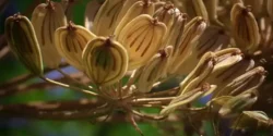 خواص گلپر خیراندیش در طب سنتی برای مردان و زنان