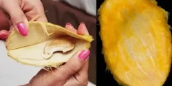 خواص هسته انبه خیراندیش در طب سنتی برای مردان و زنان