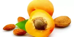 خواص هسته زردآلو خیراندیش در طب سنتی برای مردان و زنان