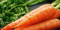 خواص هویج خیراندیش در طب سنتی برای مردان و زنان