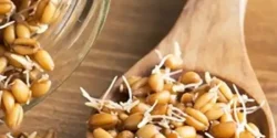 خواص جوانه جو خیراندیش در طب سنتی برای مردان و زنان