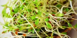 خواص جوانه یونجه خیراندیش در طب سنتی برای مردان و زنان