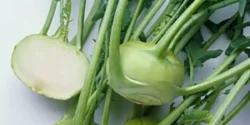 خواص کلم قمری خیراندیش در طب سنتی برای مردان و زنان